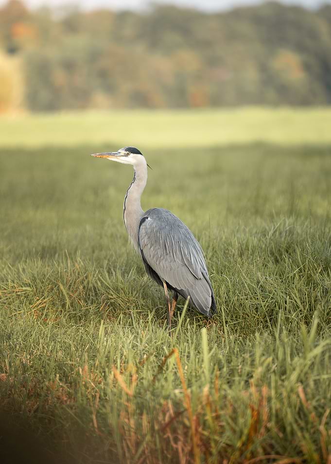 Grey Heron Standing in Grass
