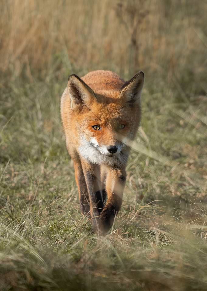 Red Fox Walking Through Grass