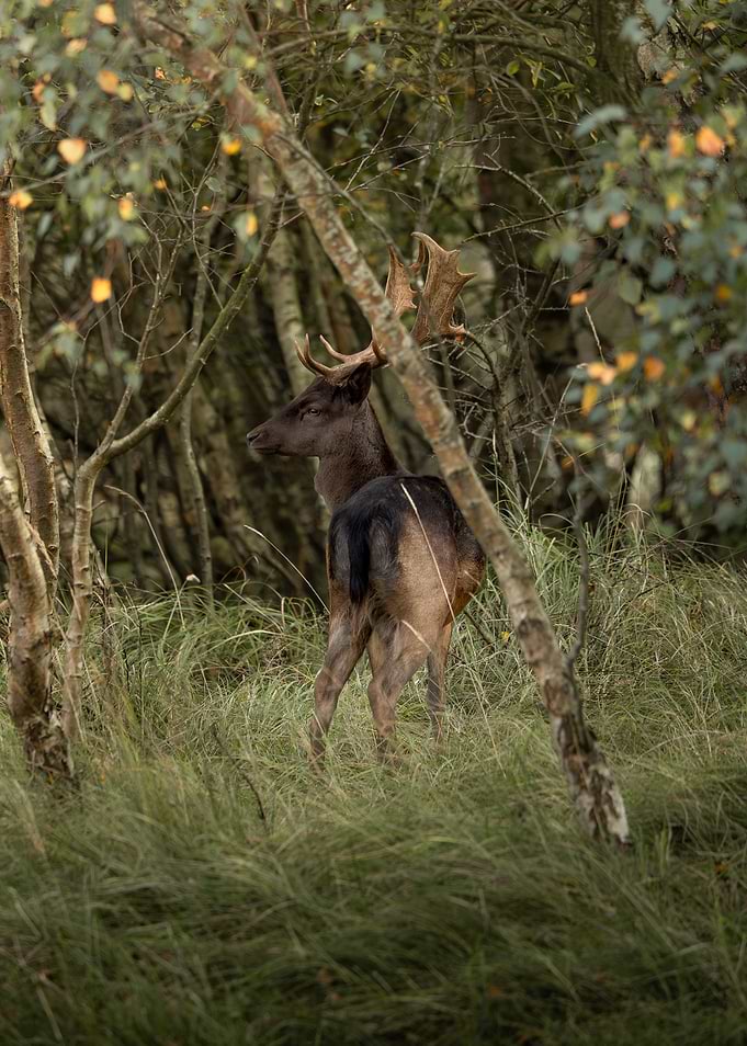 Majestic Fallow Deer in Autumn Forest