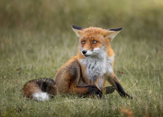 Alert Red Fox in Grass