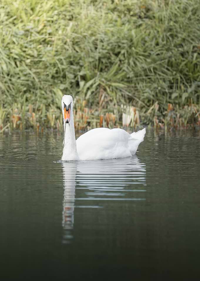 Swan on Calm Dark Water