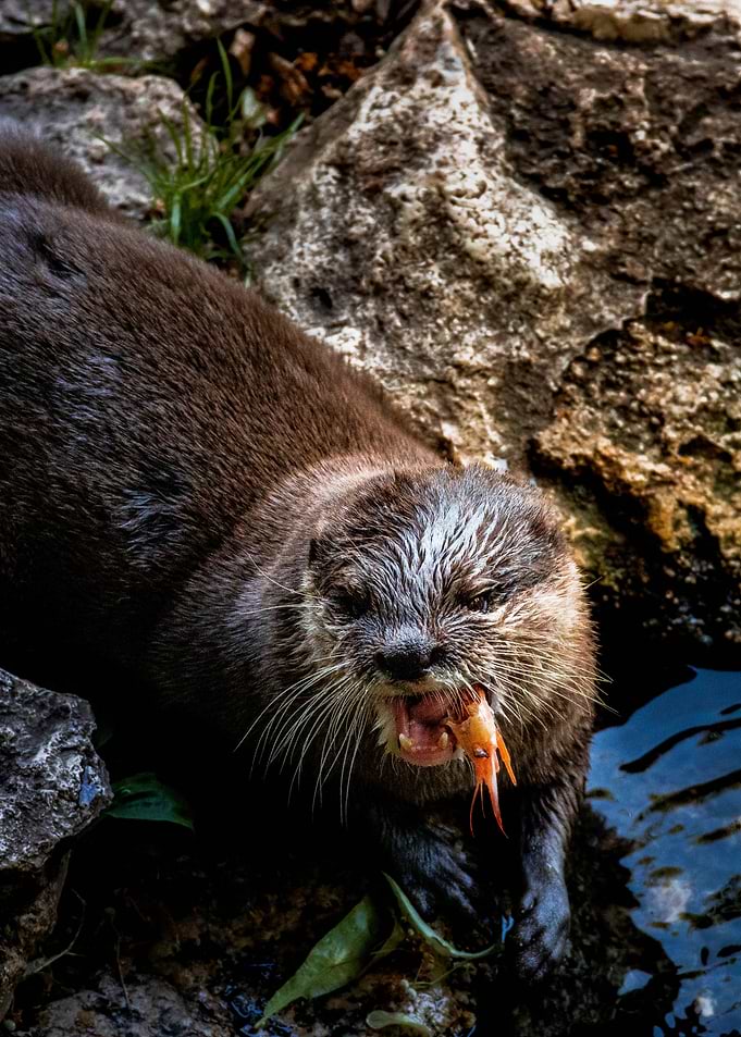 Otter Eating Crayfish – Cute Wildlife Aquatic Animal Photography