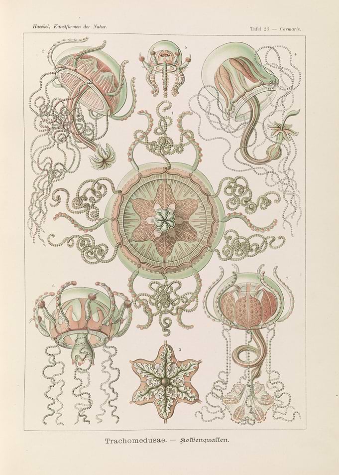 Ernst Haeckel Trachomedusae Jellyfish Illustration
