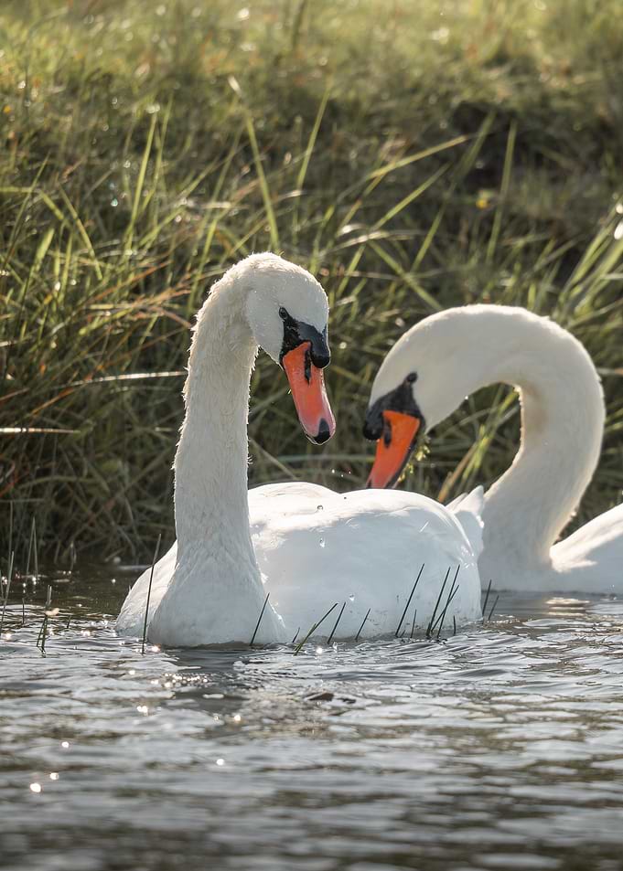 Swans in Soft Meadow Light