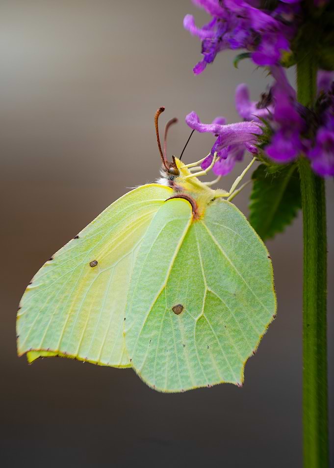 Brimstone Butterfly on Purple Flower