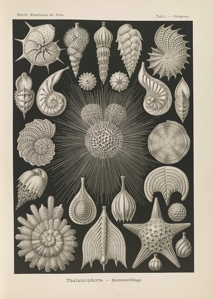 Ernst Haeckel Thalamophora Plate