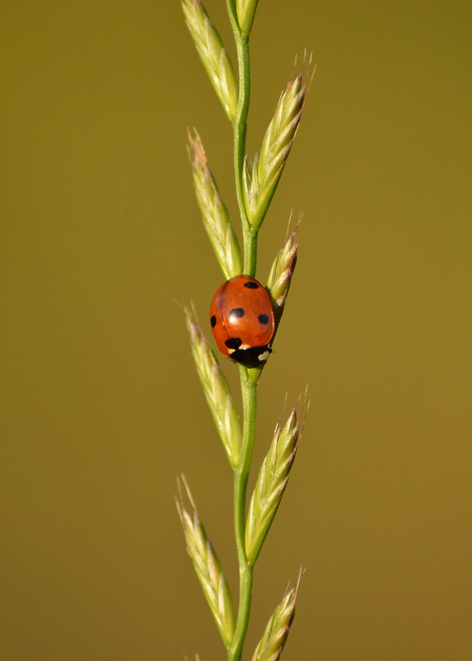 Little Guardian — Ladybird Rest