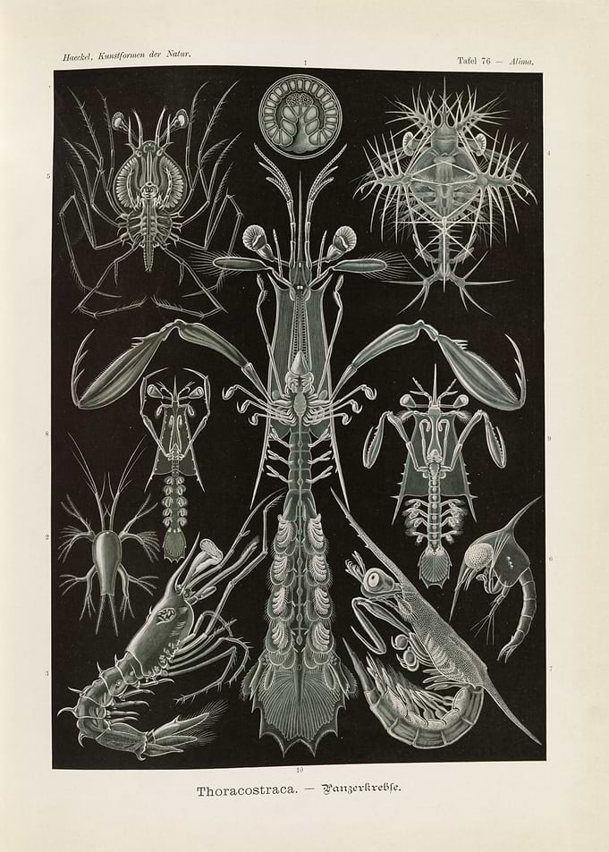 Ernst Haeckel Thoracostraca Crustacean Illustration