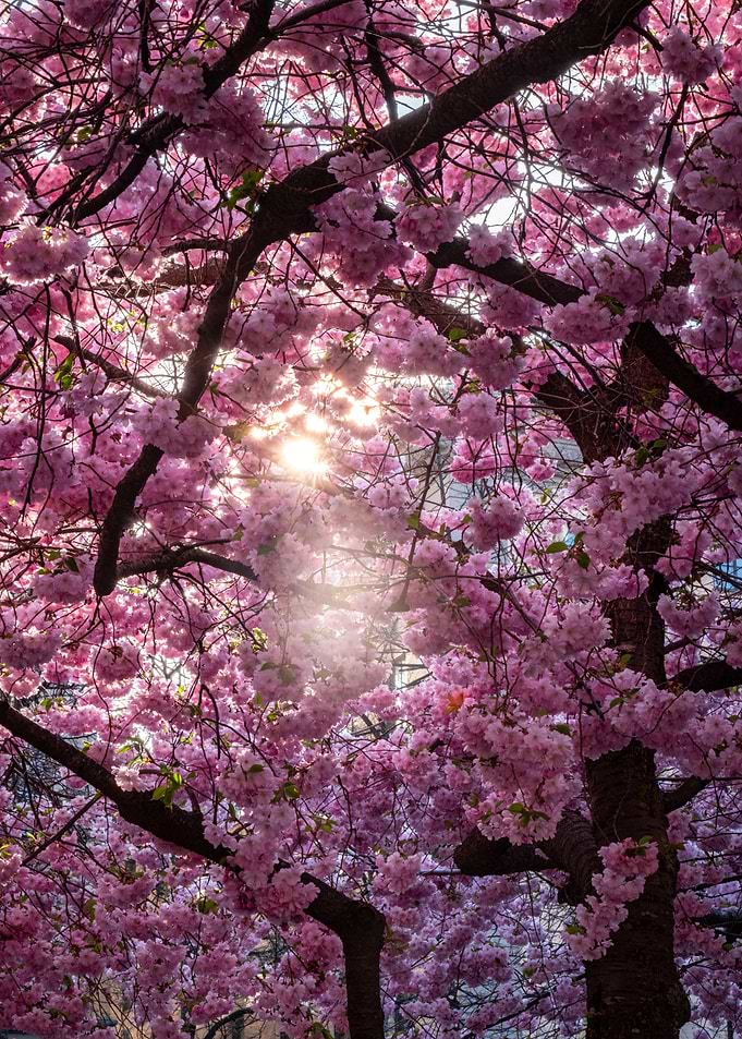 Daylight in the Cherry Trees
