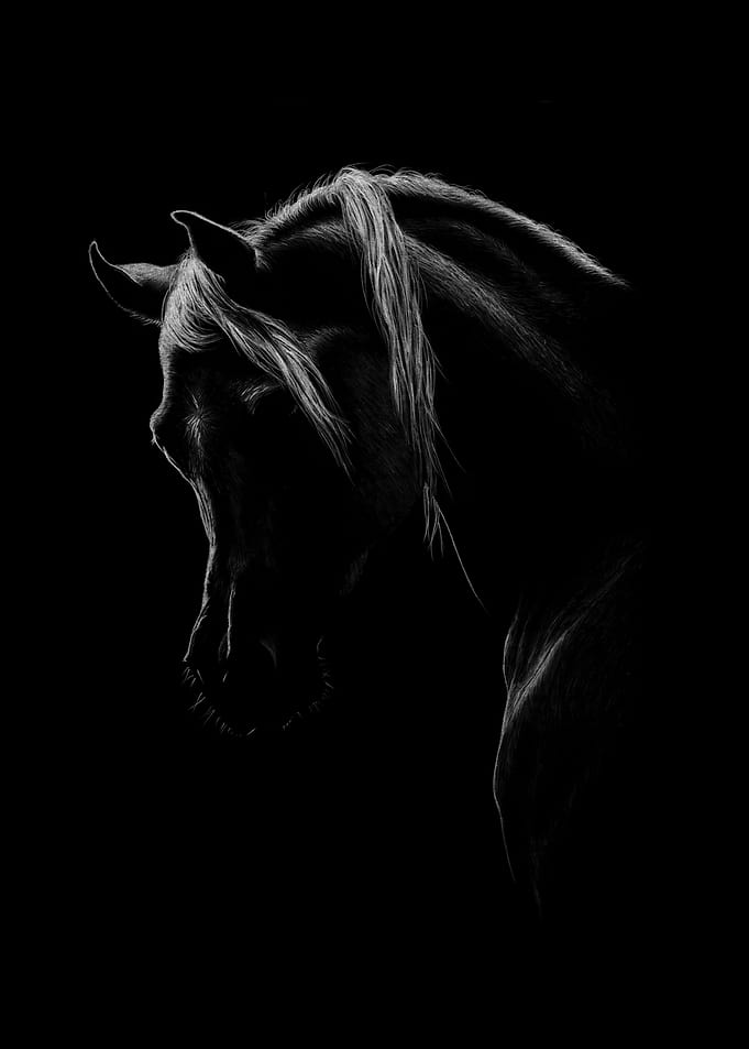 'Nocturne' Arabian Horse Portrait