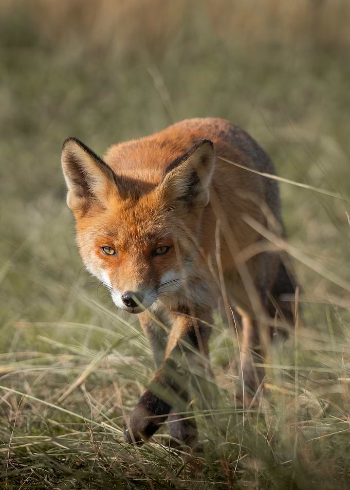 Fox in Warm Meadow Light