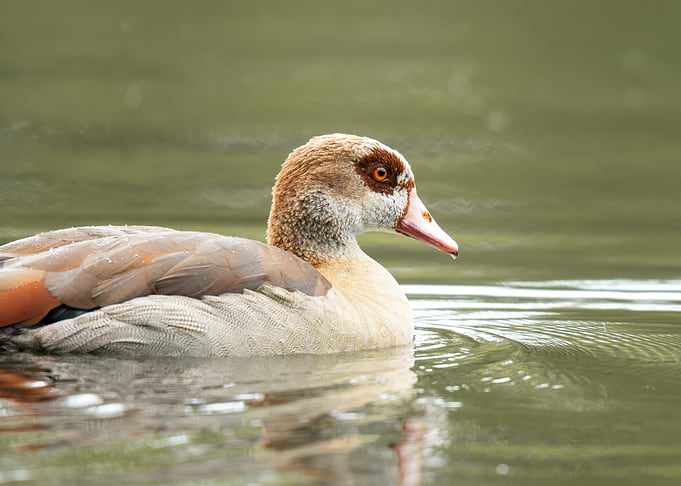 Egyptian Goose Swimming in Calm Water