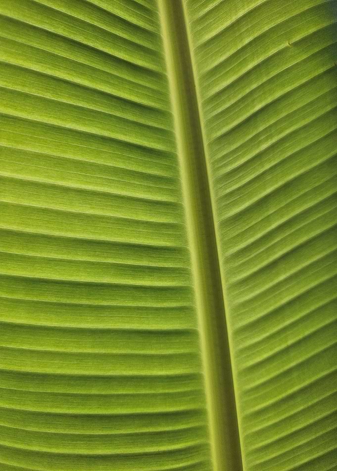 Green banana leaf
