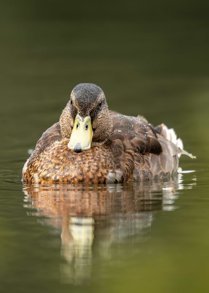 Mallard Duck Portrait