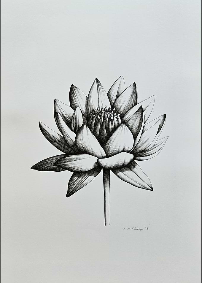 Black and white water lily drawing