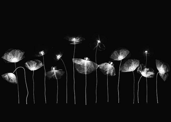 X-ray style poppy flowers