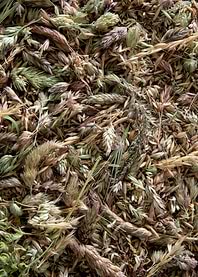 Dried Wild Grasses and Seeds