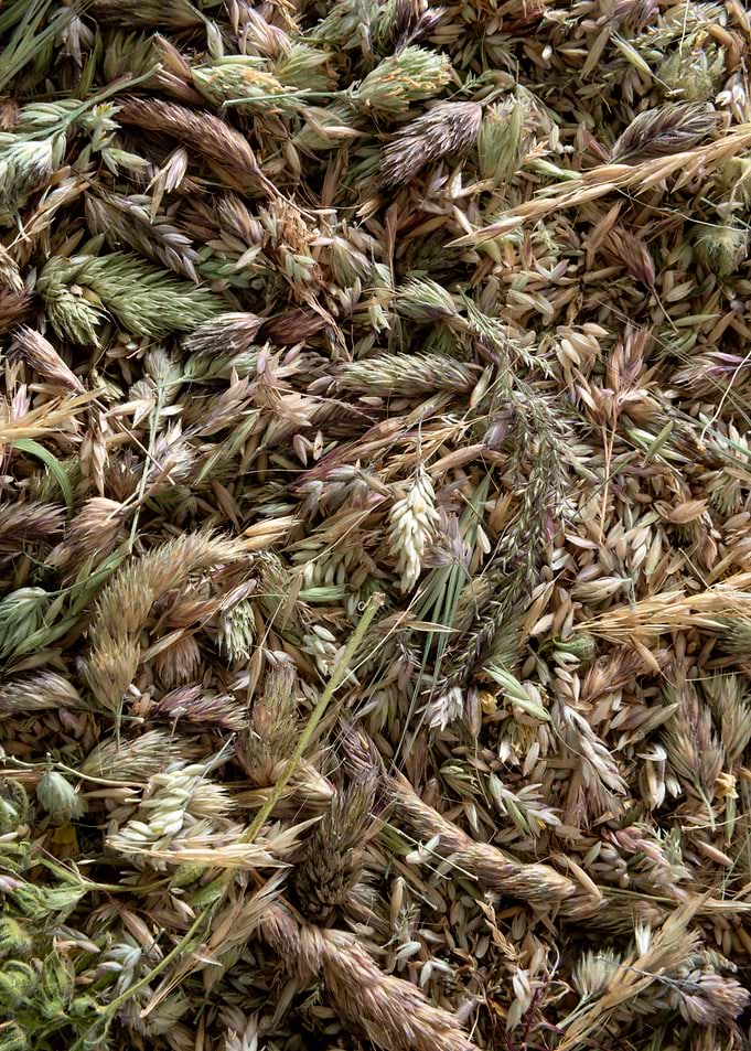 Dried Wild Grasses and Seeds