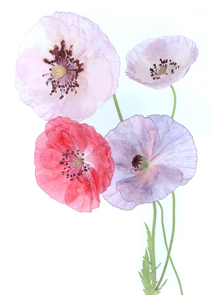 Delicate Pastel Poppy Flower Bouquet