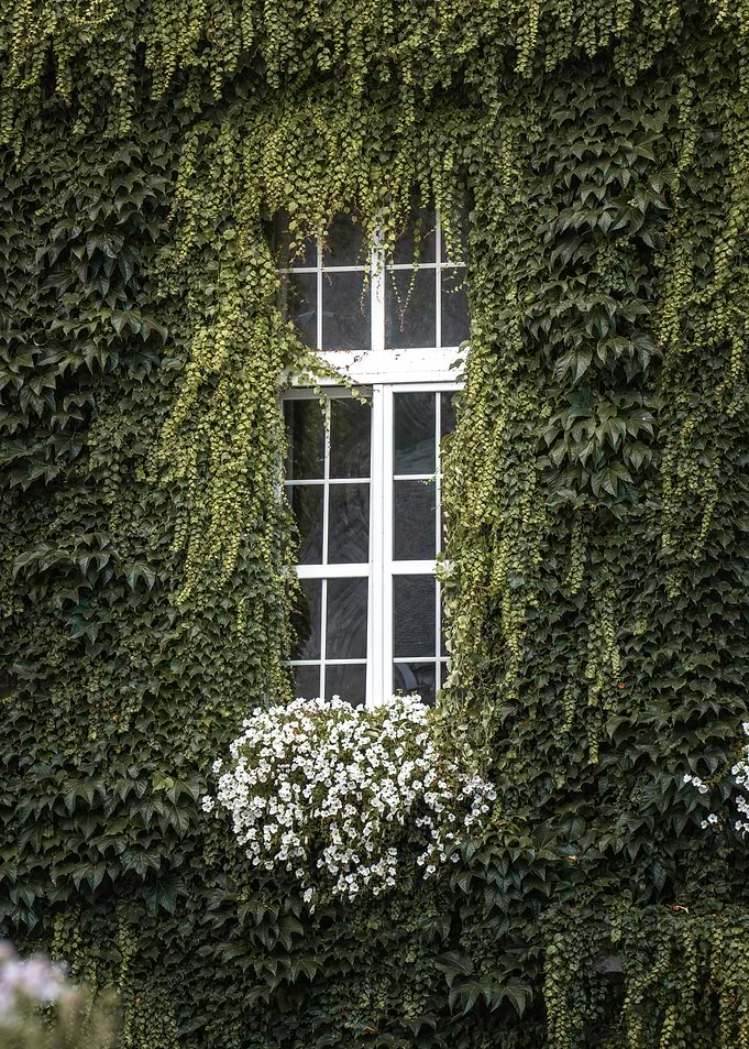 Ivy Covered Window with Flowers