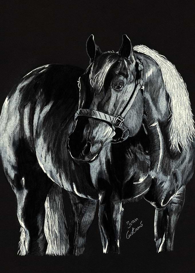 Black and White Horse Portrait Drawing