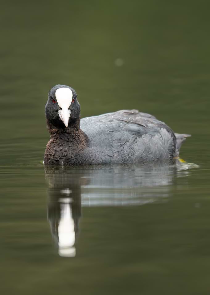 Eurasian Coot in Soft Natural Light