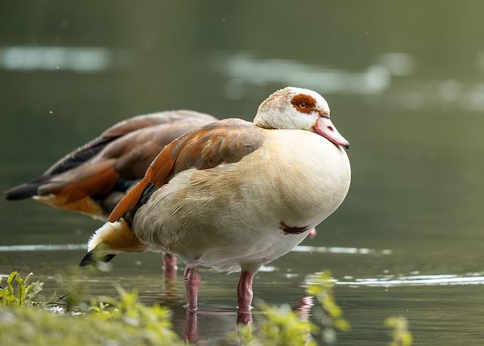 Egyptian Goose Standing in Shallow Water