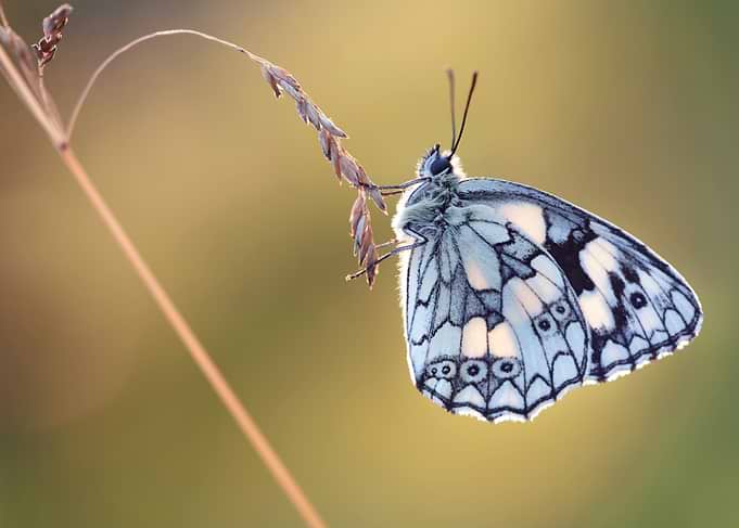 Marbled White Butterfly on Grass