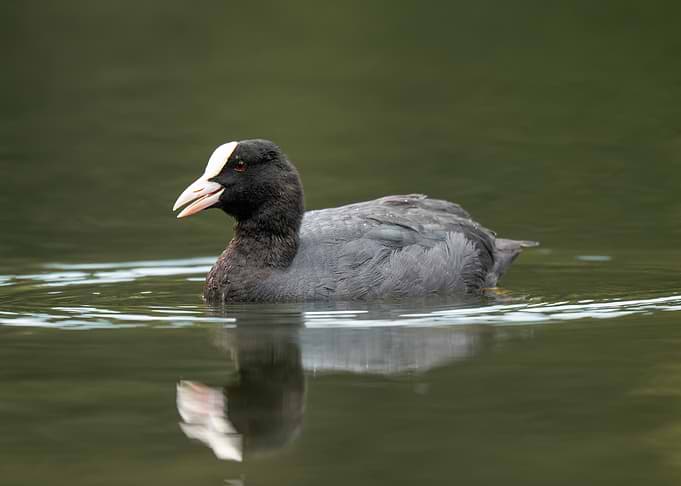 Eurasian Coot Swimming on Calm Water