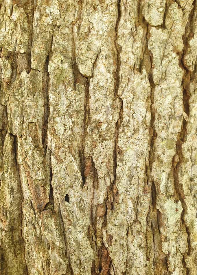 Tree bark close-up