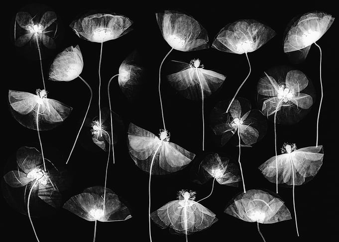 X-ray Style Floral Arrangement
