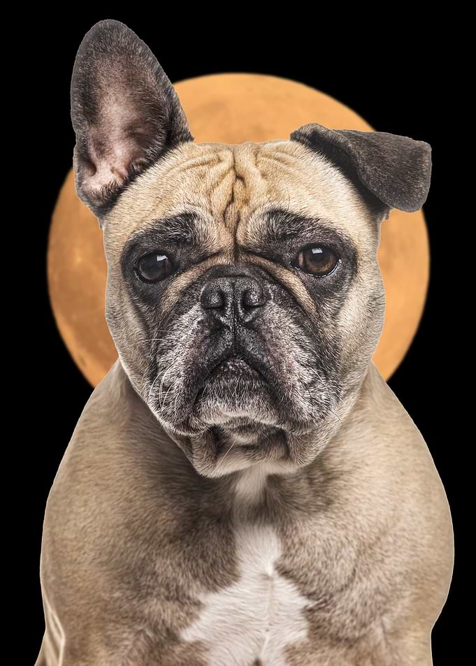 French Bulldog Portrait with Moon Background