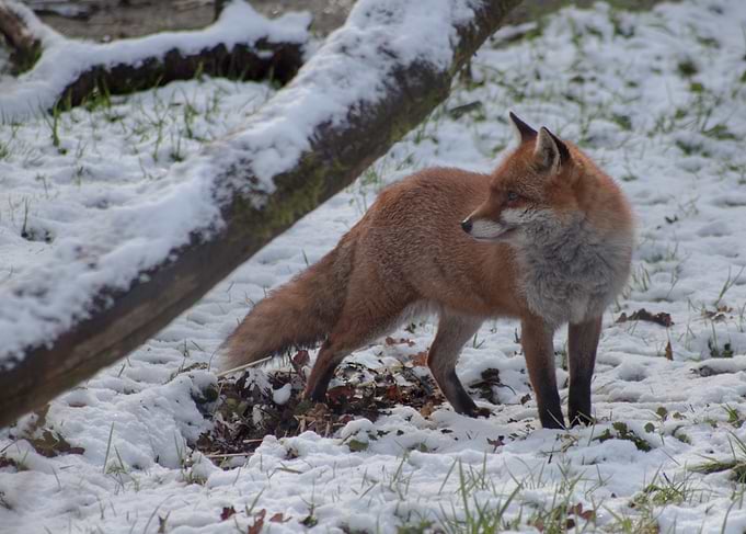 Red Fox in Snowy Forest