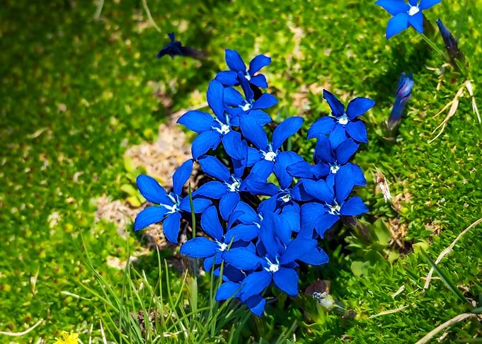 Vibrant Blue short leaves' Gentian Flowers