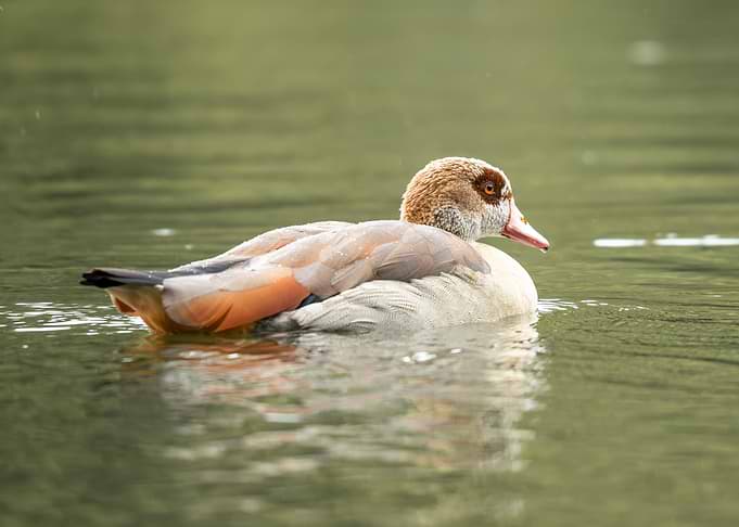 Egyptian Goose Swimming in Water