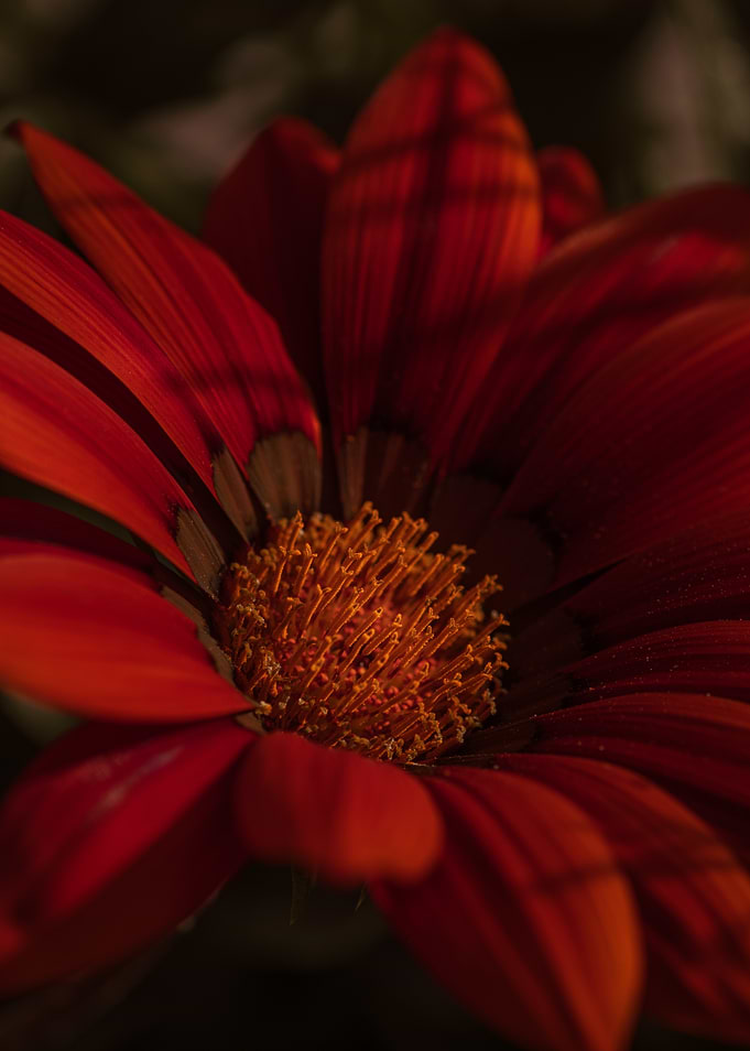 Close-up of a Red Gazania Flower