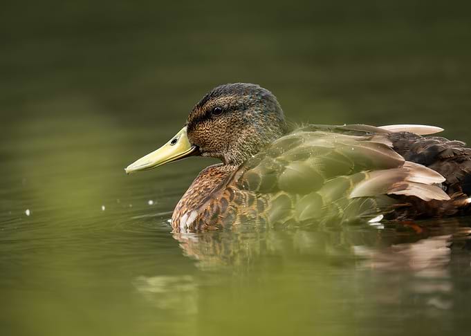 Mallard Duck in Gentle Light