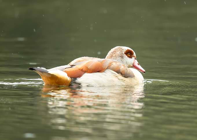 Egyptian Goose in Light Rain