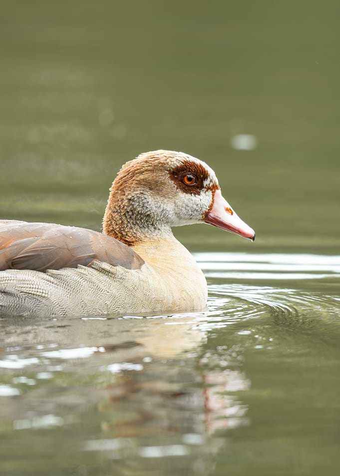 Egyptian Goose in Soft Green Water