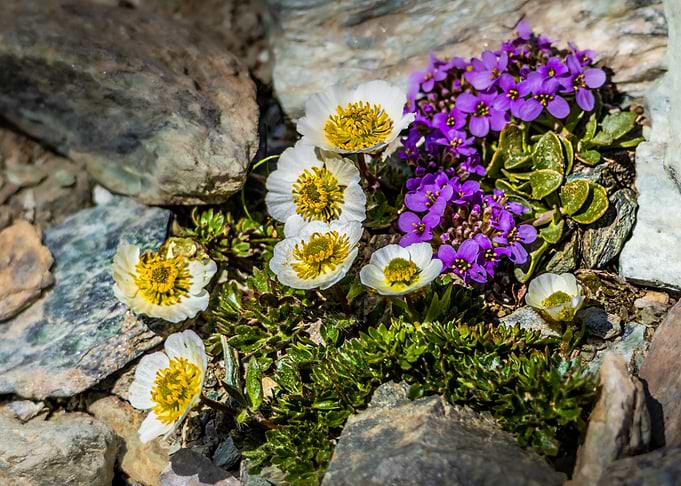 Alpine Wildflowers Among Rocky Terrain