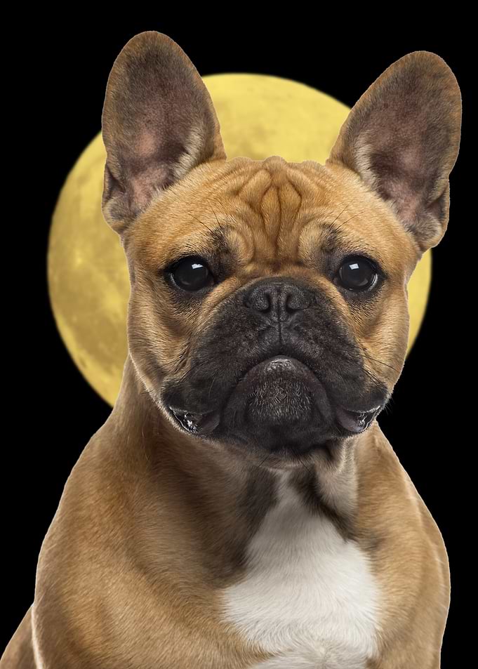 French Bulldog Portrait with Full Moon