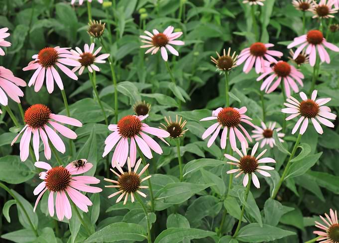 Vibrant Pink Coneflowers in Garden