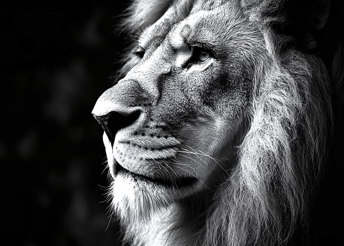 Majestic Lion Portrait in Black and White