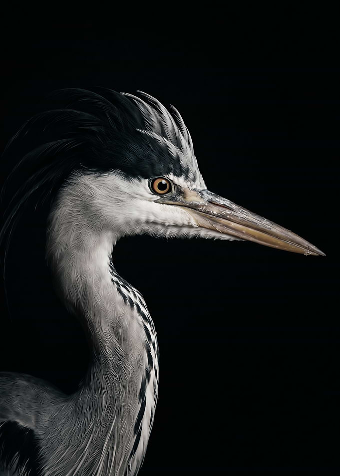Portrait of a Grey Heron