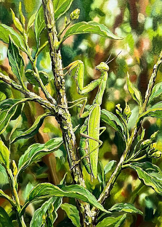 Praying Mantis on Green Foliage