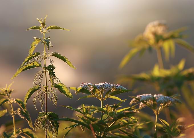 Stinging Nettle in Golden Hour Light
