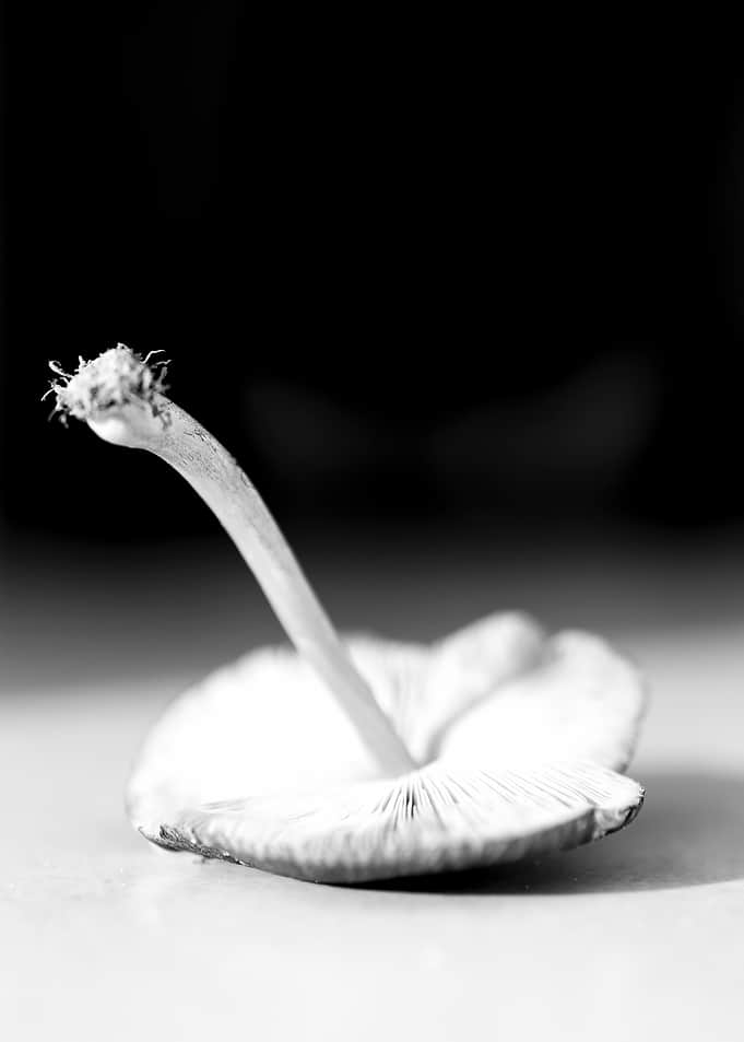 Black and White Mushroom Study