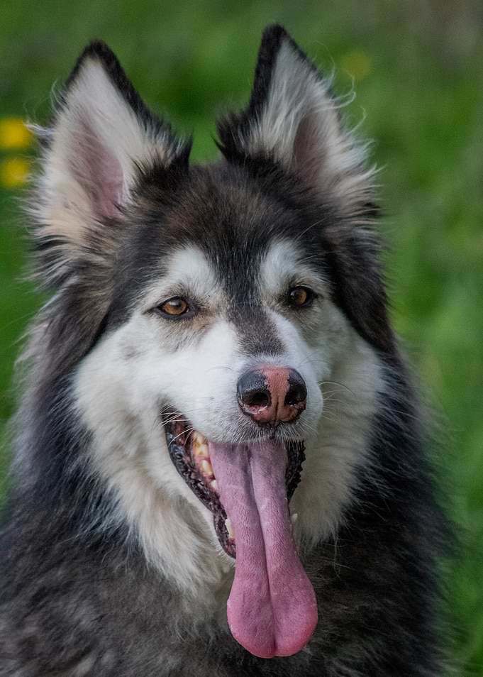 Portrait of a Happy Malamute German Shepherd Mix BreedDog