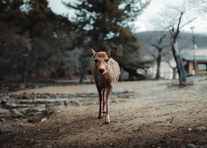 Deer walking in Nara Park