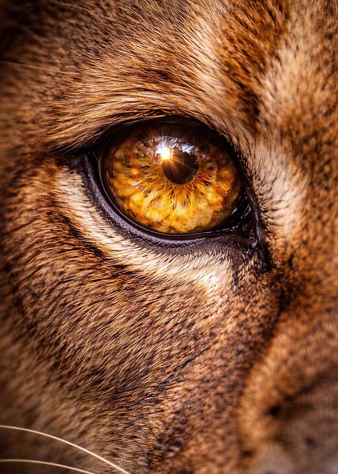 Extreme Close-up of Lion Eye